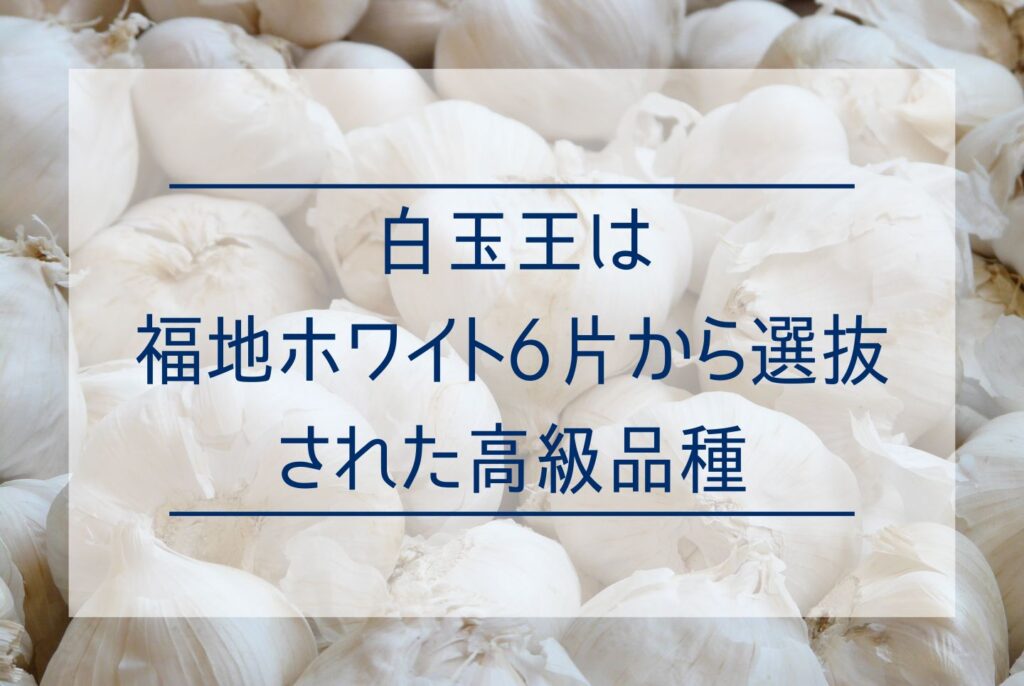 【通販】福地ホワイト6片から選抜された高級品種「白玉王」！あきたしらかみにんにくの通販