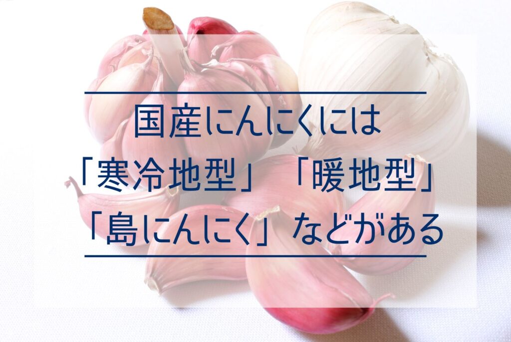 【通販】福地ホワイト6片から選抜された高級品種「白玉王」！あきたしらかみにんにくの通販