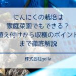 にんにくの栽培は家庭菜園でもできる？植え付けから収穫のポイントまで徹底解説