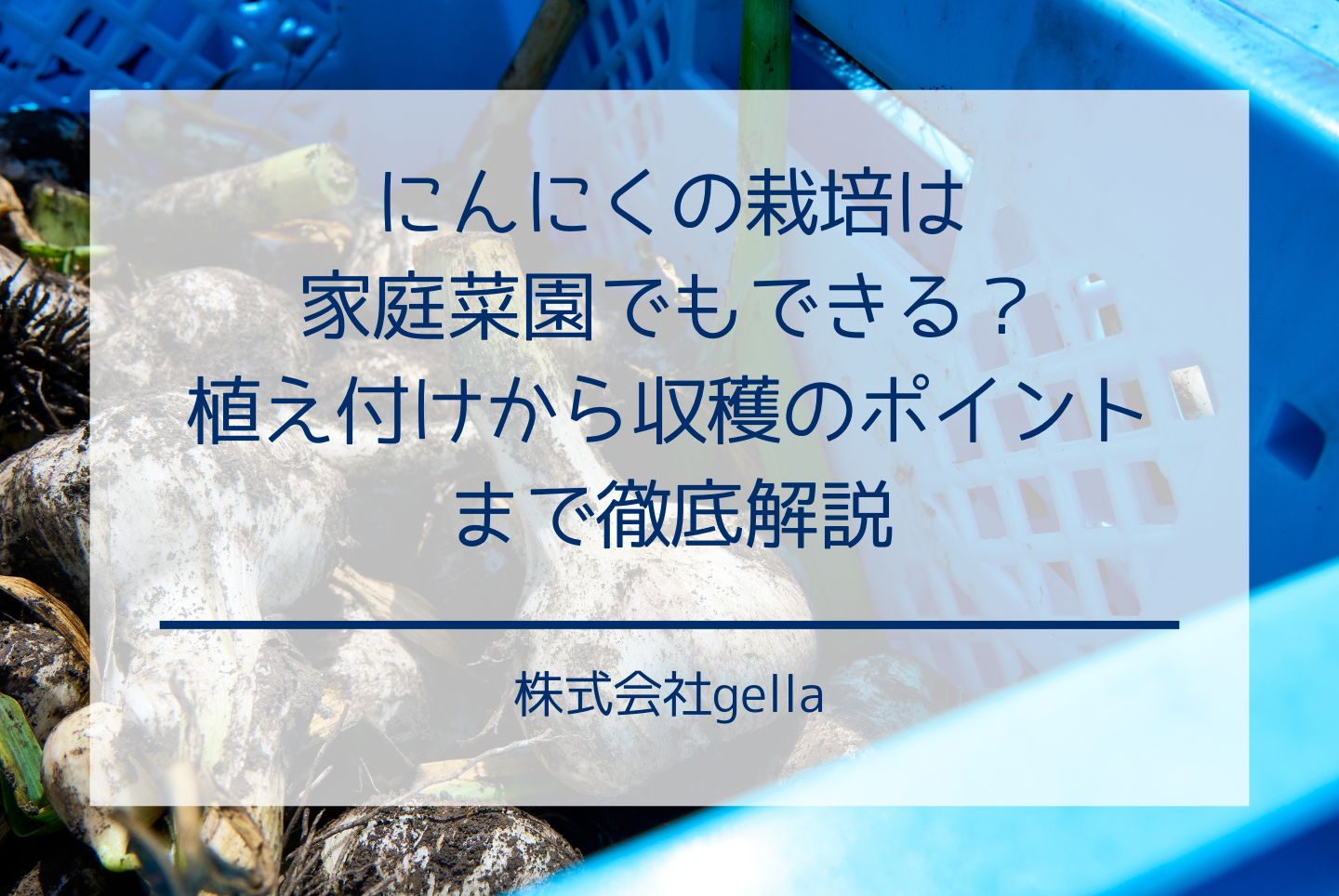 にんにくの栽培は家庭菜園でもできる？植え付けから収穫のポイントまで徹底解説