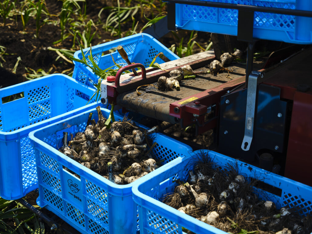 にんにくの栽培は家庭菜園でもできる？植え付けから収穫のポイントまで徹底解説