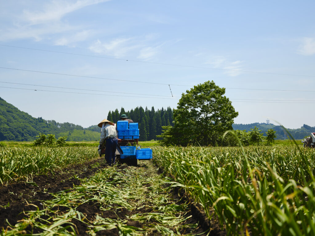 にんにくの栽培は家庭菜園でもできる？植え付けから収穫のポイントまで徹底解説