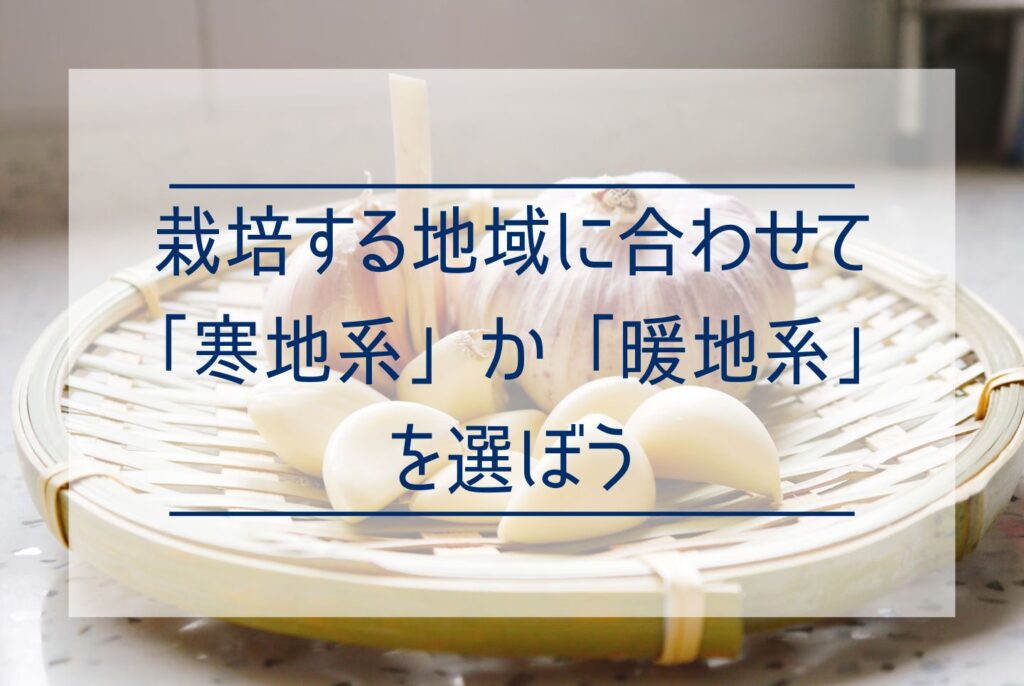 にんにくの栽培は家庭菜園でもできる？植え付けから収穫のポイントまで徹底解説