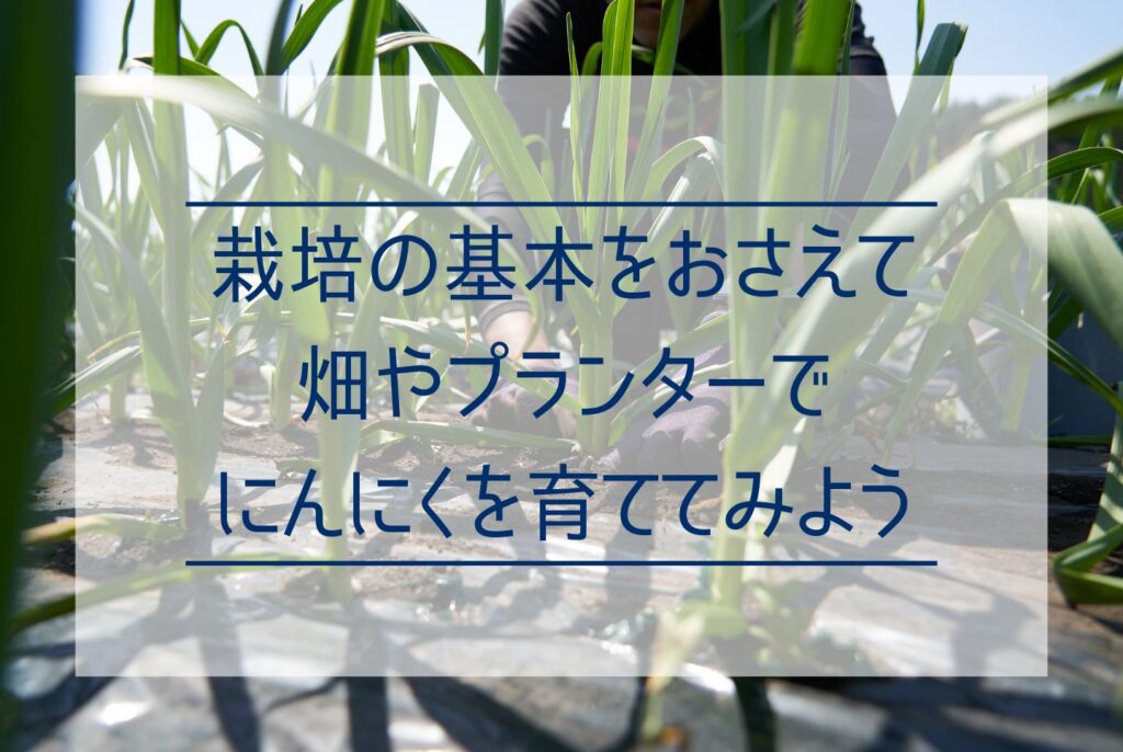 にんにくの栽培は家庭菜園でもできる？植え付けから収穫のポイントまで徹底解説