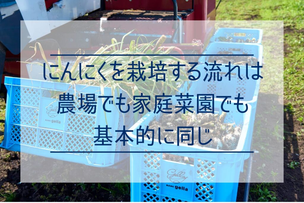 にんにくの栽培は家庭菜園でもできる？植え付けから収穫のポイントまで徹底解説