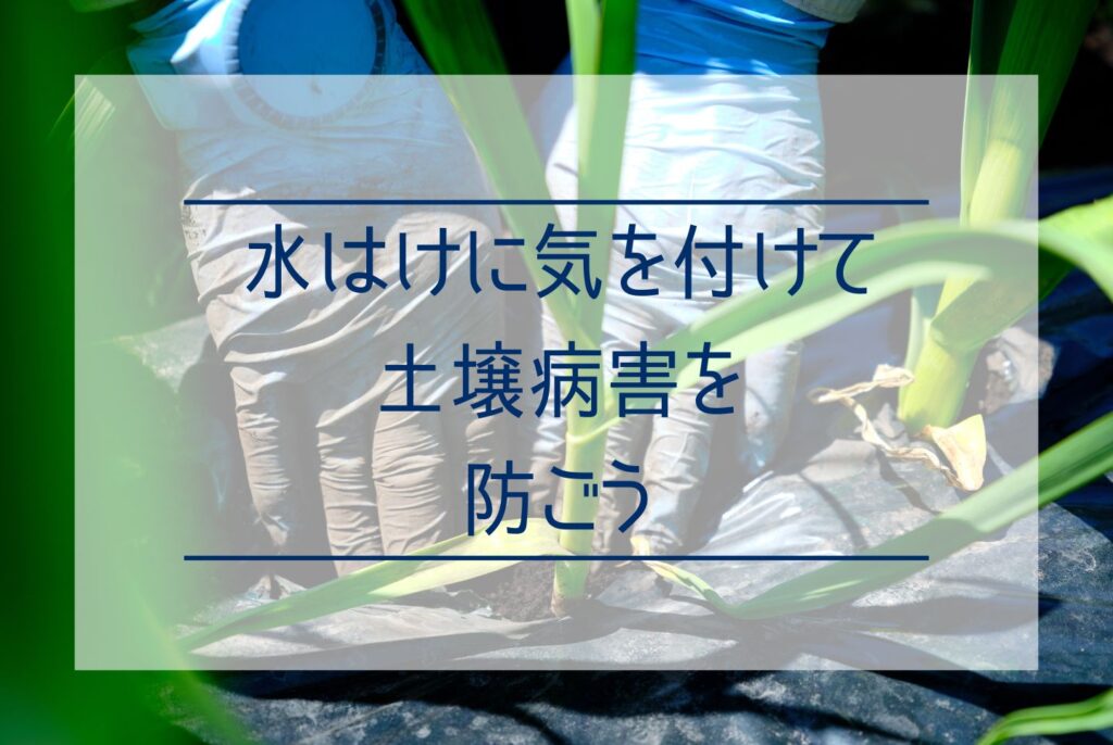 にんにく栽培は土づくりから！最適な土壌条件と土づくりの5ステップ