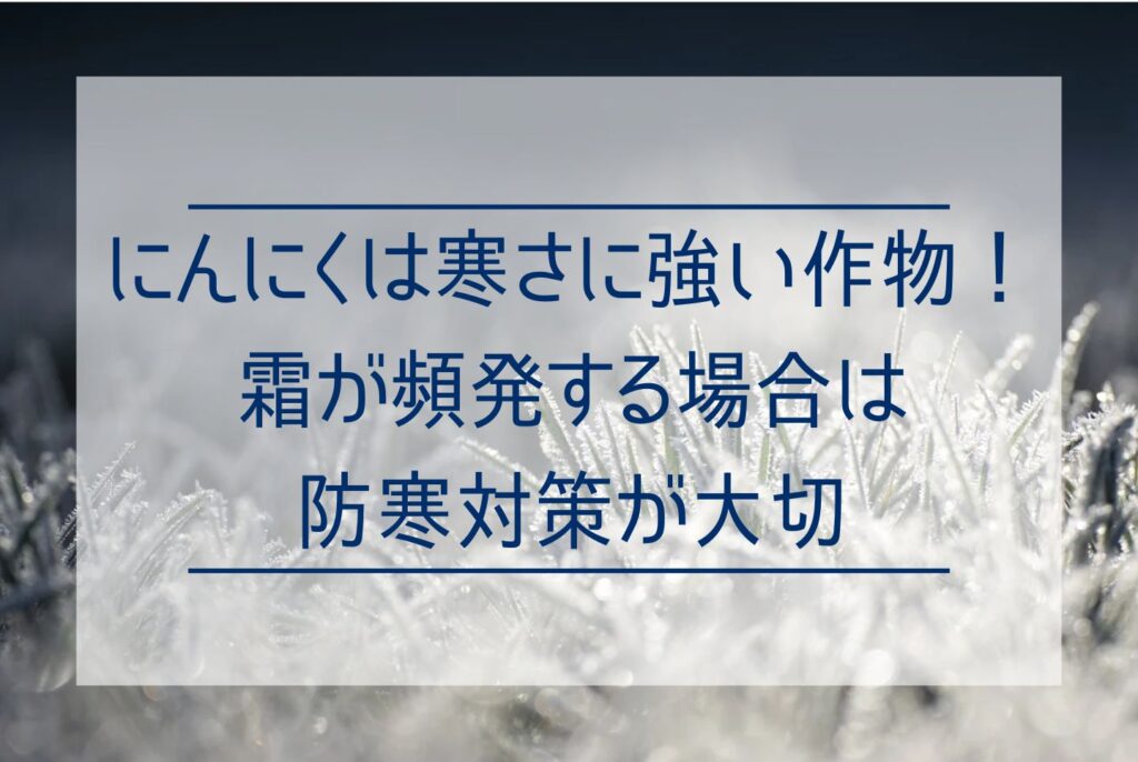 にんにく栽培に防寒対策は必要？防寒が必要なケースから寒さが重要な理由まで解説