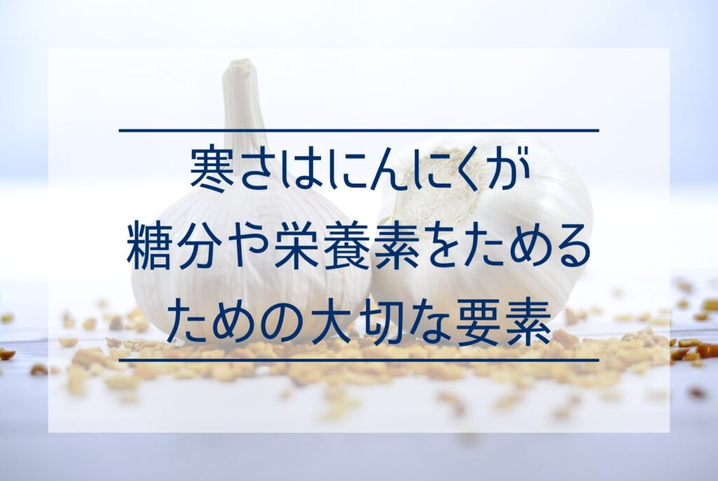 にんにく栽培に防寒対策は必要？防寒が必要なケースから寒さが重要な理由まで解説