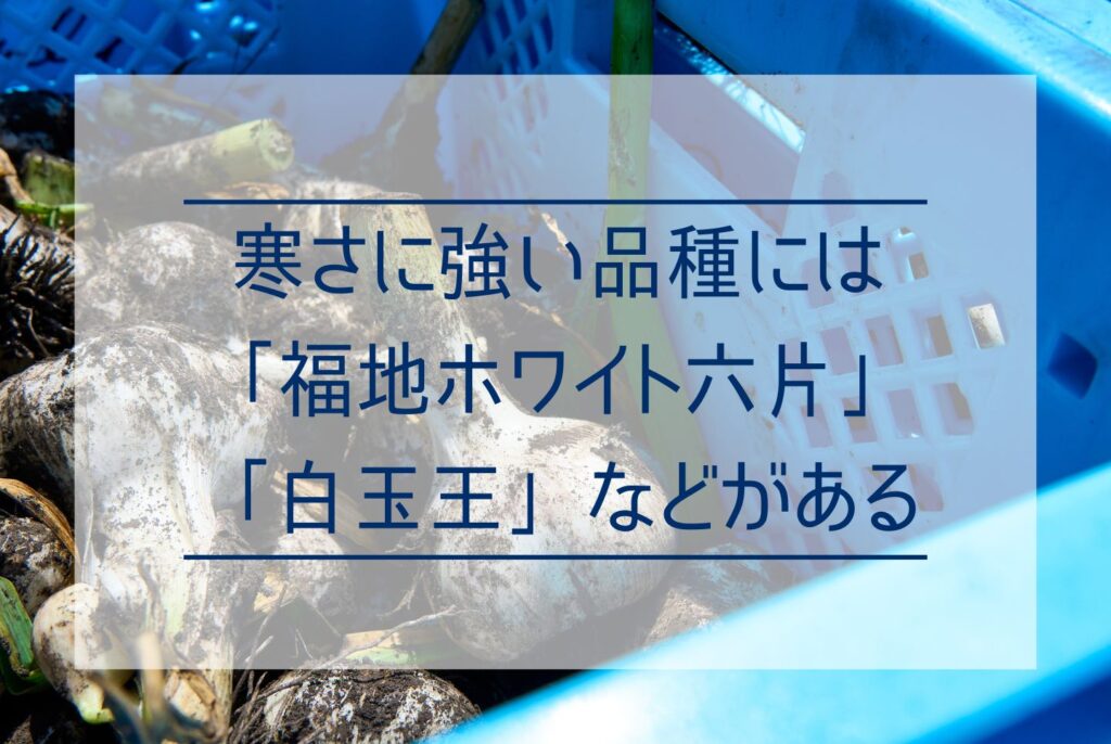 にんにく栽培に防寒対策は必要？防寒が必要なケースから寒さが重要な理由まで解説