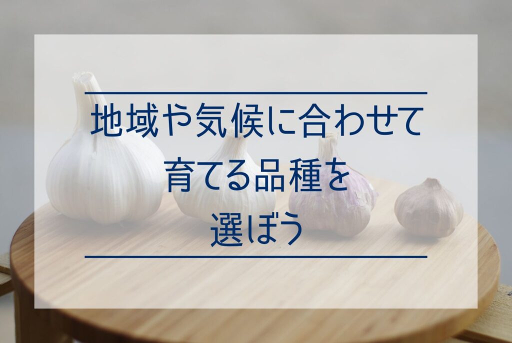 にんにく栽培に防寒対策は必要？防寒が必要なケースから寒さが重要な理由まで解説