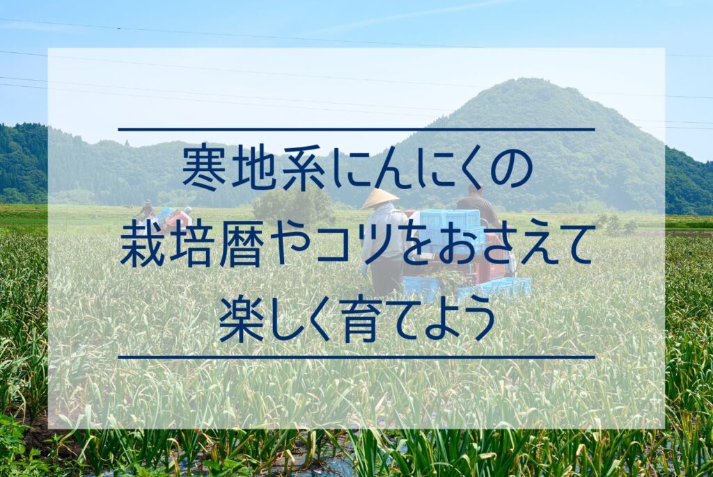 にんにく栽培に防寒対策は必要？防寒が必要なケースから寒さが重要な理由まで解説