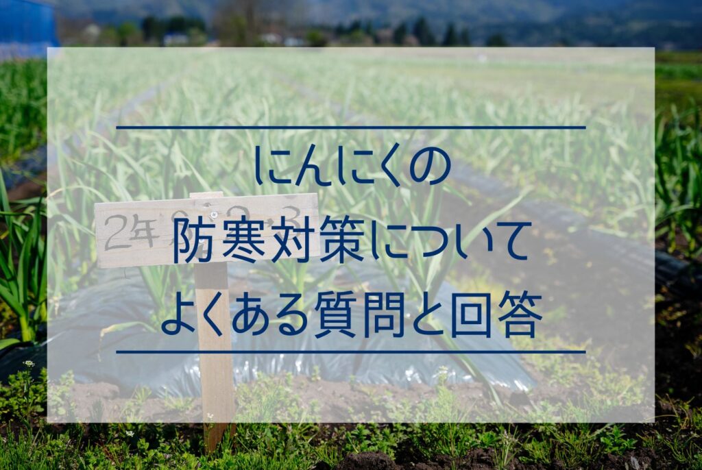 にんにく栽培に防寒対策は必要？防寒が必要なケースから寒さが重要な理由まで解説